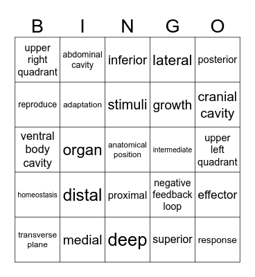 Anatomy Basics Bingo Card