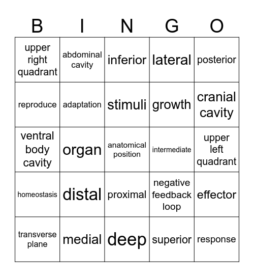 Anatomy Basics Bingo Card