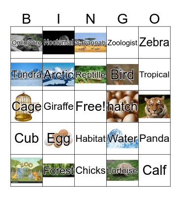 Animals Bingo Card