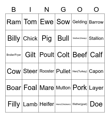 Animal Terminology Bingo Card