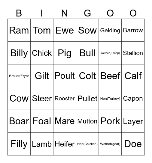 Animal Terminology Bingo Card