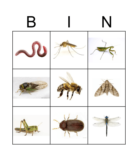 The very quiet cricket Bingo Card