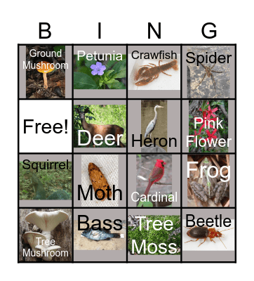 North Carolina Nature Bingo! Bingo Card