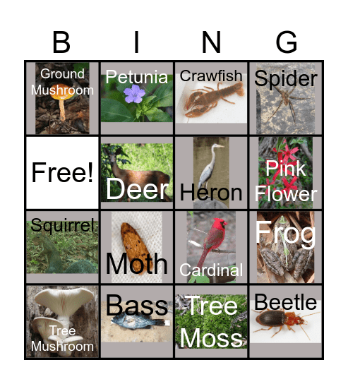 North Carolina Nature Bingo! Bingo Card