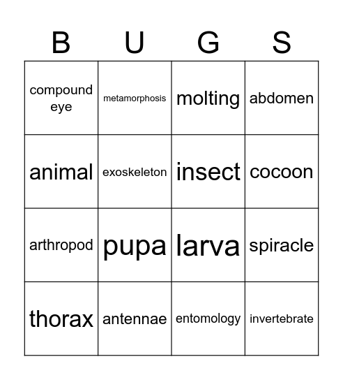 Insect Review BINGO Card
