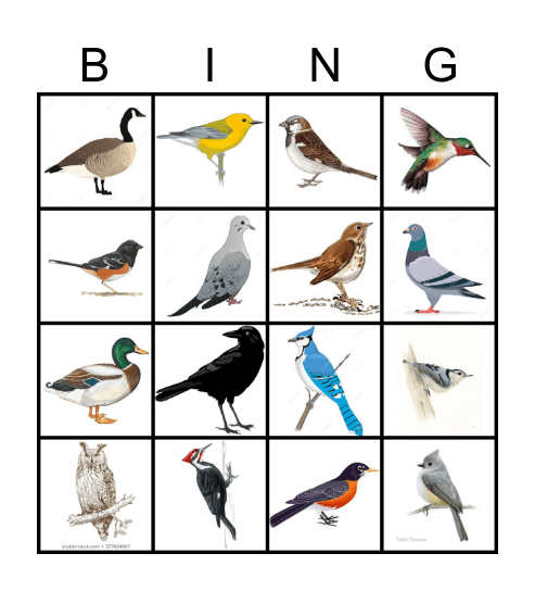 Backyard Bird Bingo Card