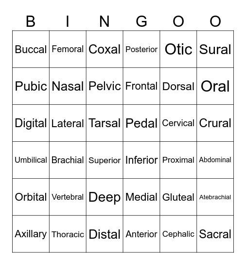 Body Regions Bingo Card