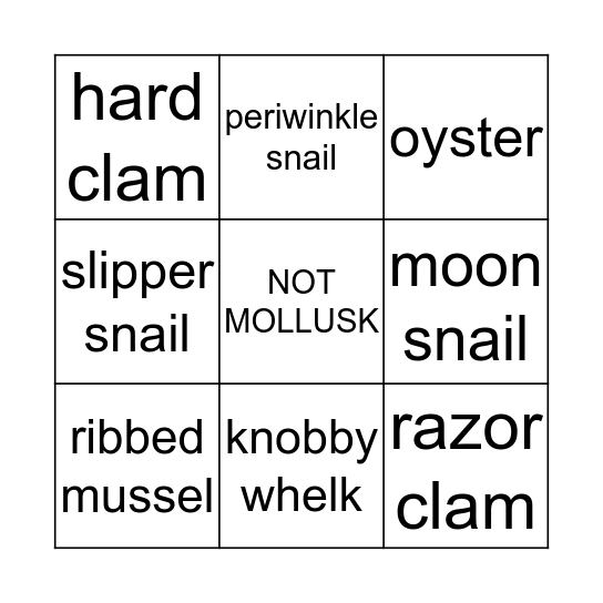 Mollusc Bingo Card