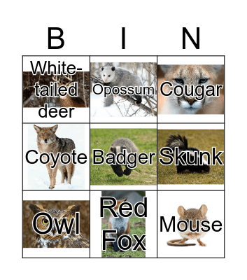 Nocturnal Animals  Bingo Card