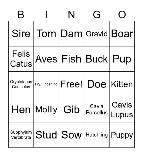 Small Animal Management Bingo Card
