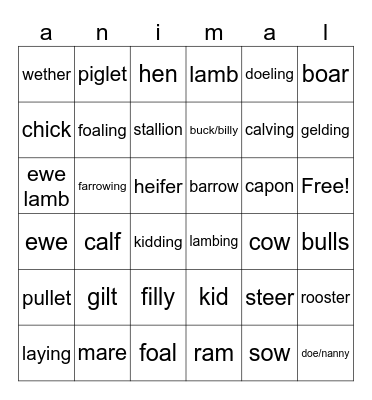 Animal Terminology Bingo Card
