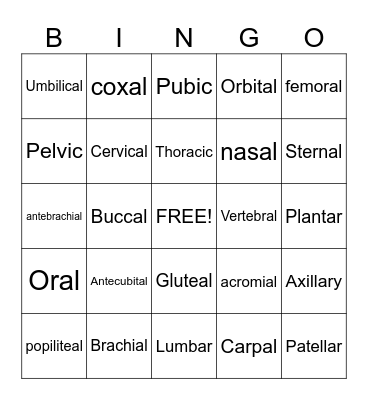 Body Regions Bingo Card