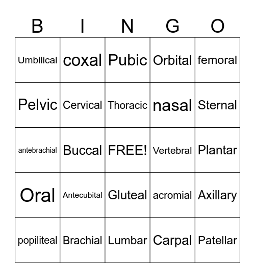 Body Regions Bingo Card