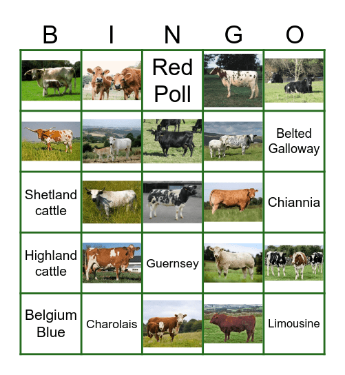 Cattle Breeds Bingo! Bingo Card