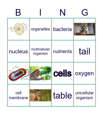 science bingo Card