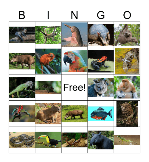 Amazon Rainforest Animals Bingo Card