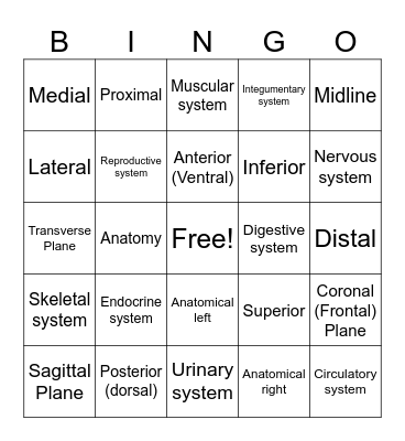 SPD anatomy 1 Bingo Card