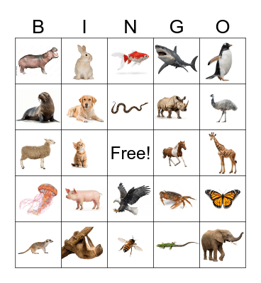 Animal Bingo Card
