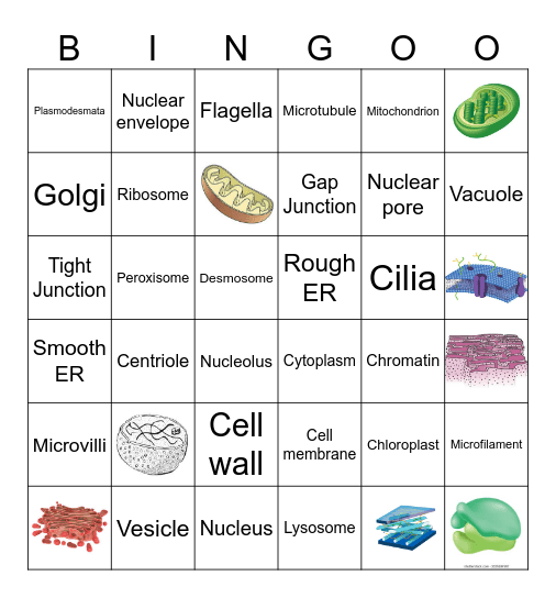 Parts of the Cell Bingo Card