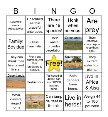 Gazelle Bingo Card