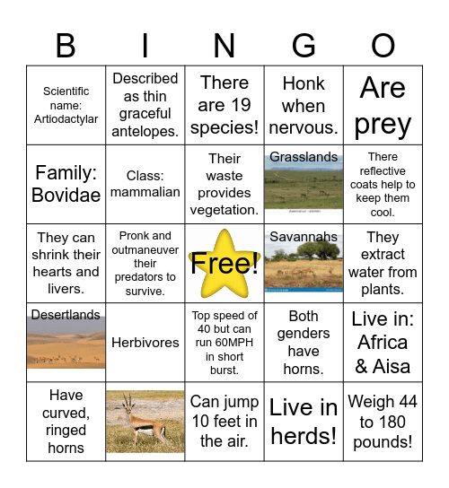 Gazelle Bingo Card