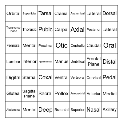 Anatomical Directional Terms Bingo Card