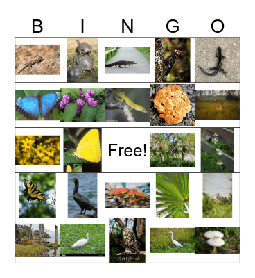 Nature Bingo Card