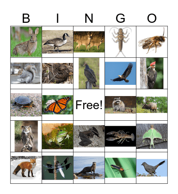 Wildlife Bingo Card