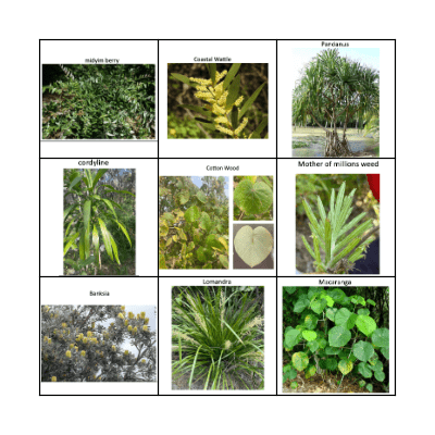 Plants, Tree & Weeds Bingo Card