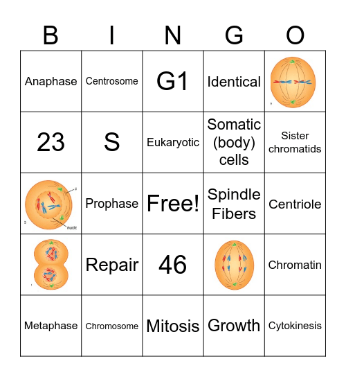 Mitosis Bingo Card