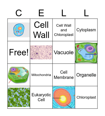 Cell Organelles Bingo Card