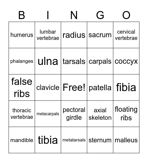 Skeletal System Bingo Card