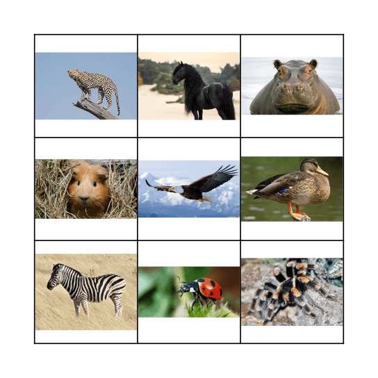 Dieren Bingo Card