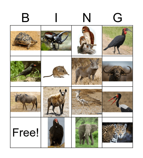 DVR KIDS Bingo Card