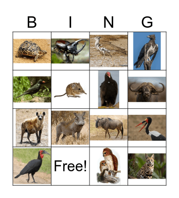 DVR KIDS Bingo Card