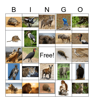 DVR KIDS Bingo Card