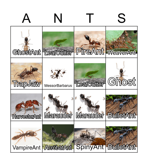 Ant Bingo Card