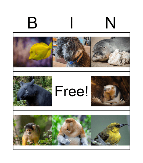 Animal 2 Bingo Card