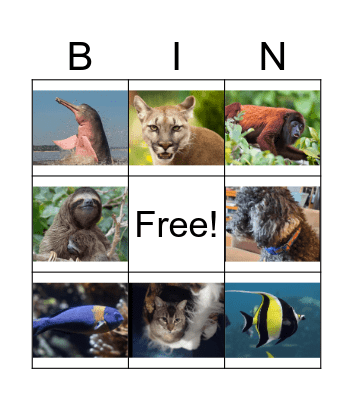 Animal 3 Bingo Card
