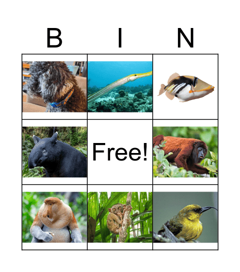 Animal 4 Bingo Card