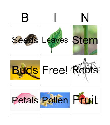 Plant Bingo Card