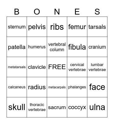 Skeletal System Bingo Card