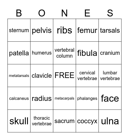 Skeletal System Bingo Card