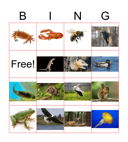 Animals Bingo Card