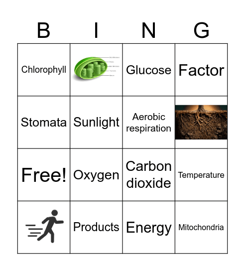 Photosynthesis/Respiration Bingo Card