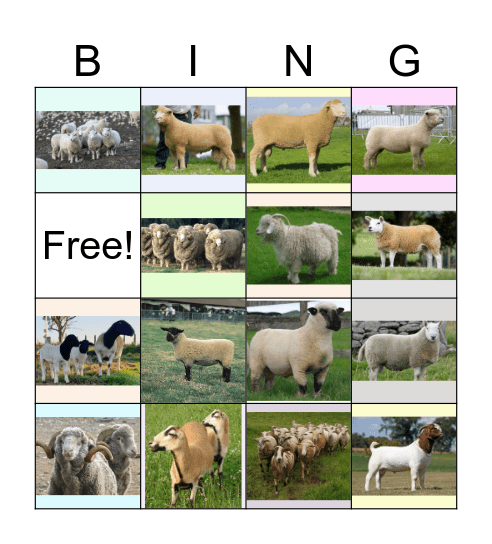 Sheep & Goat Breeds Bingo Card