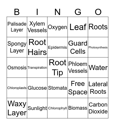 Photosynthesis Bingo Card