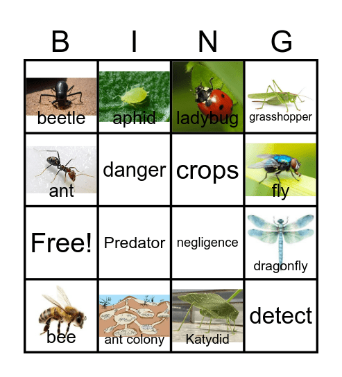 Interesting Insects Bingo Card