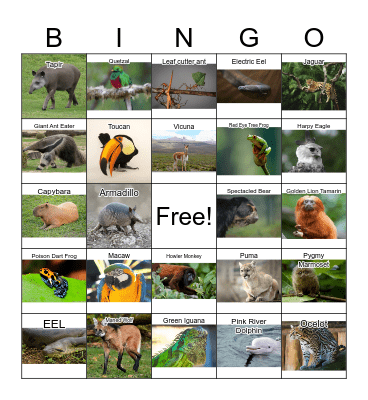 Latin American Biodiversity Bingo Card