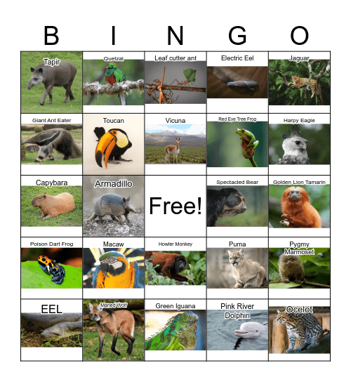 Latin American Biodiversity Bingo Card